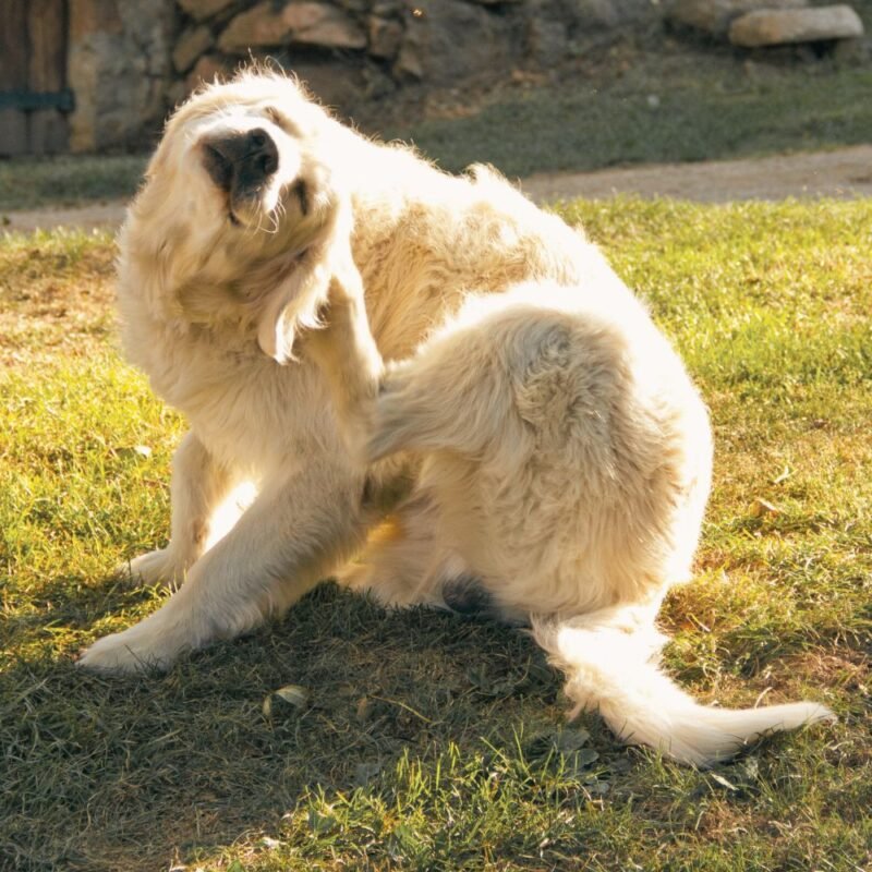 Mi perro me rasca mucho